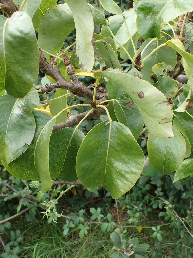 Pyrus Communis