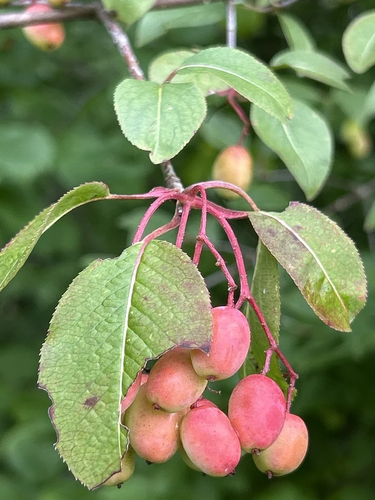 Viburnum Prunifolium