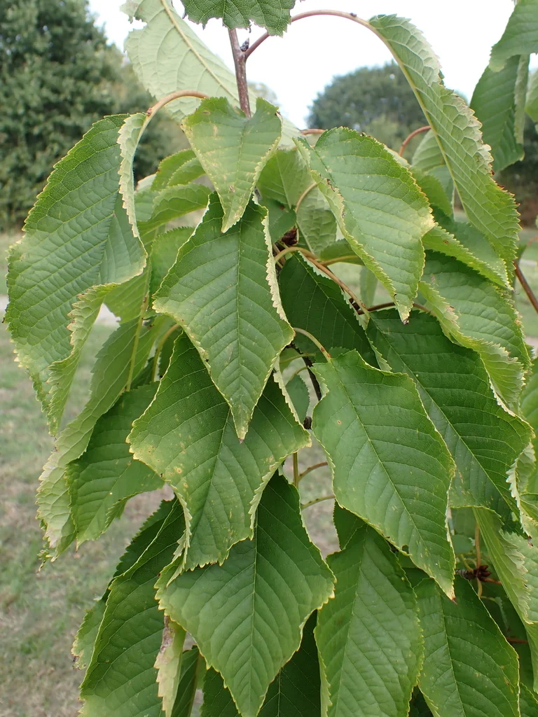 Prunus Avium