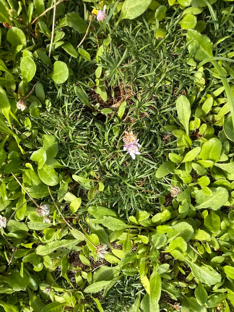 Armeria Maritima