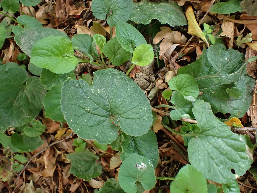 Viola Odorata