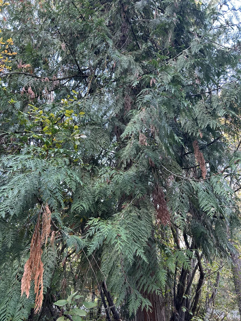 Thuja plicata