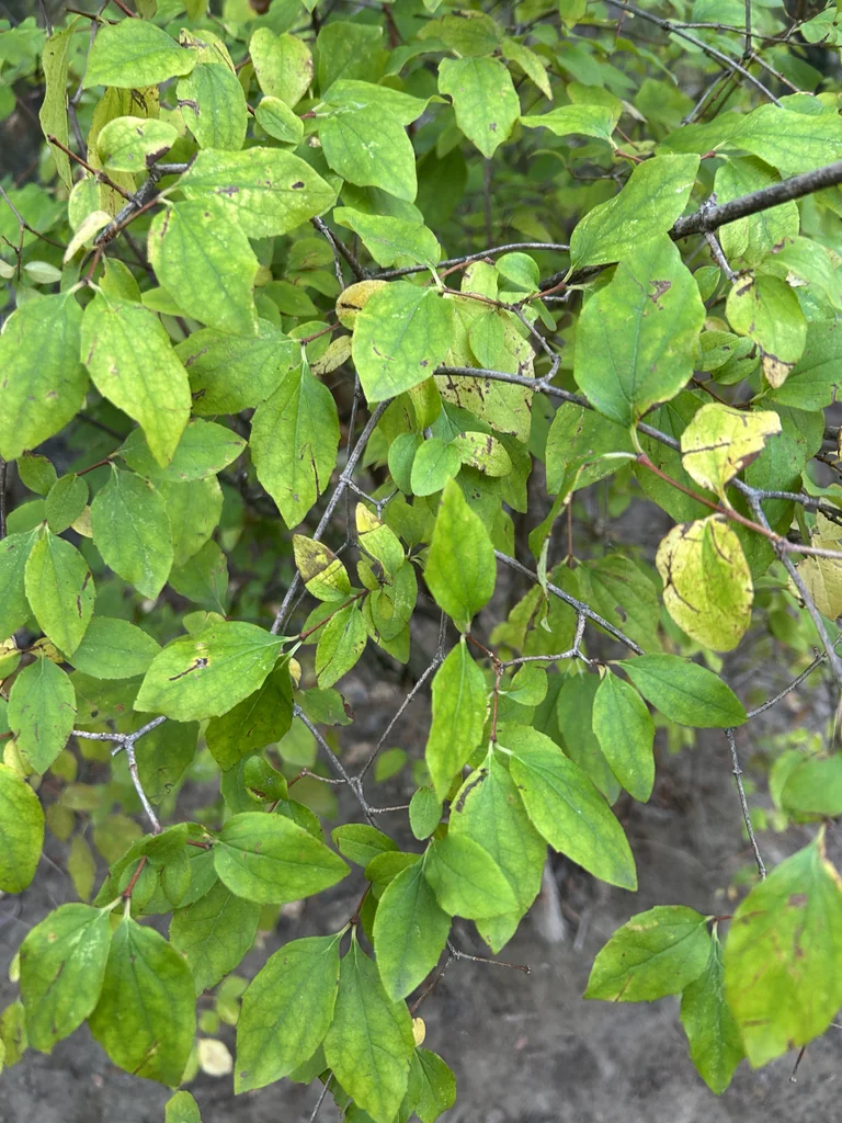 Philadelphus Lewisii