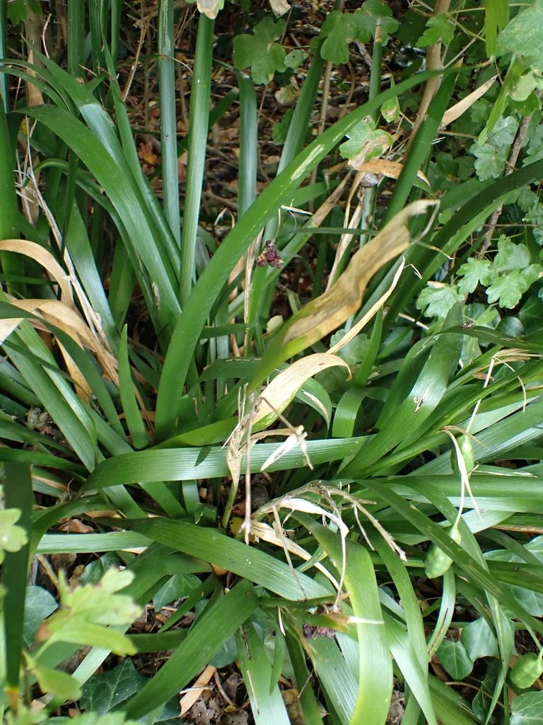 Iris Foetidissima
