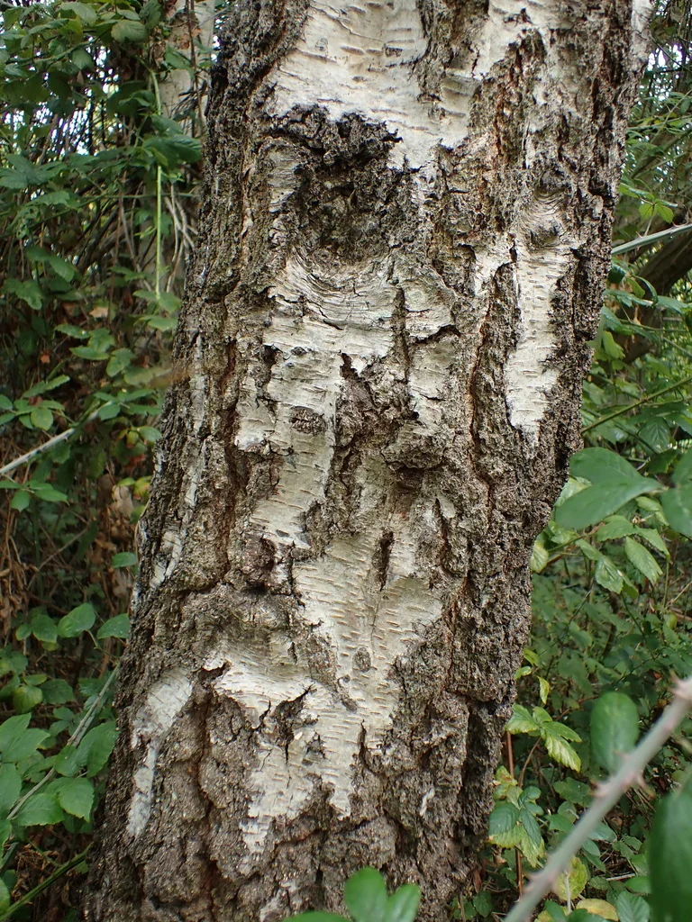 Betula Pendula