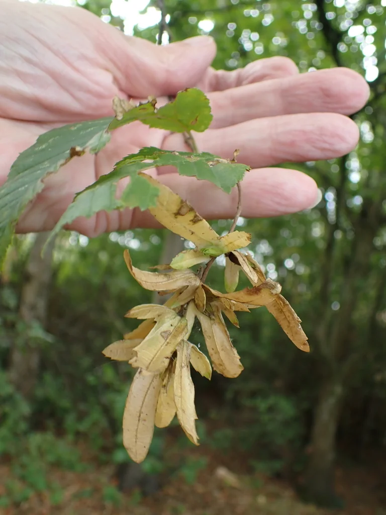 Carpinus Betulus