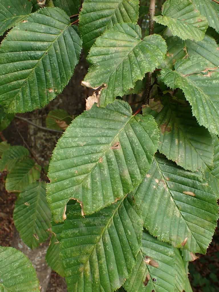 Carpinus Betulus