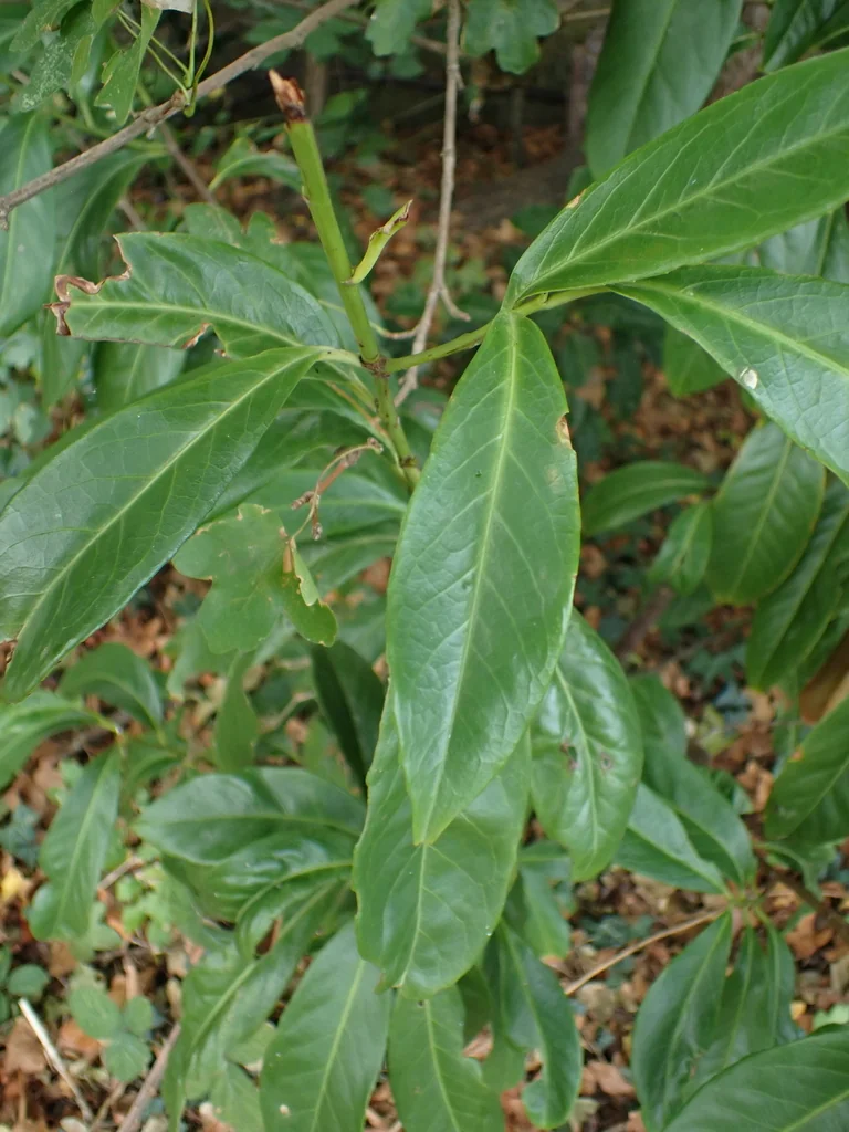 Prunus Laurocerasus