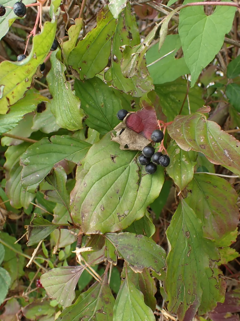 Cornus sanguinea