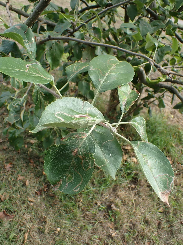 Malus Pumila