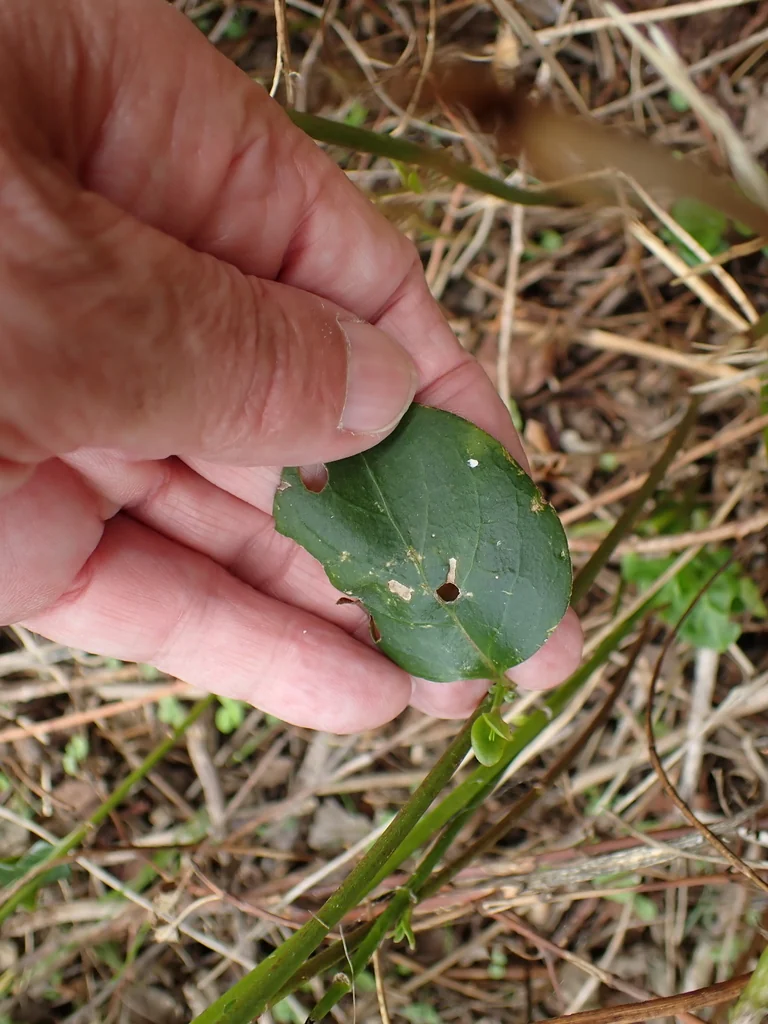 Vinca major