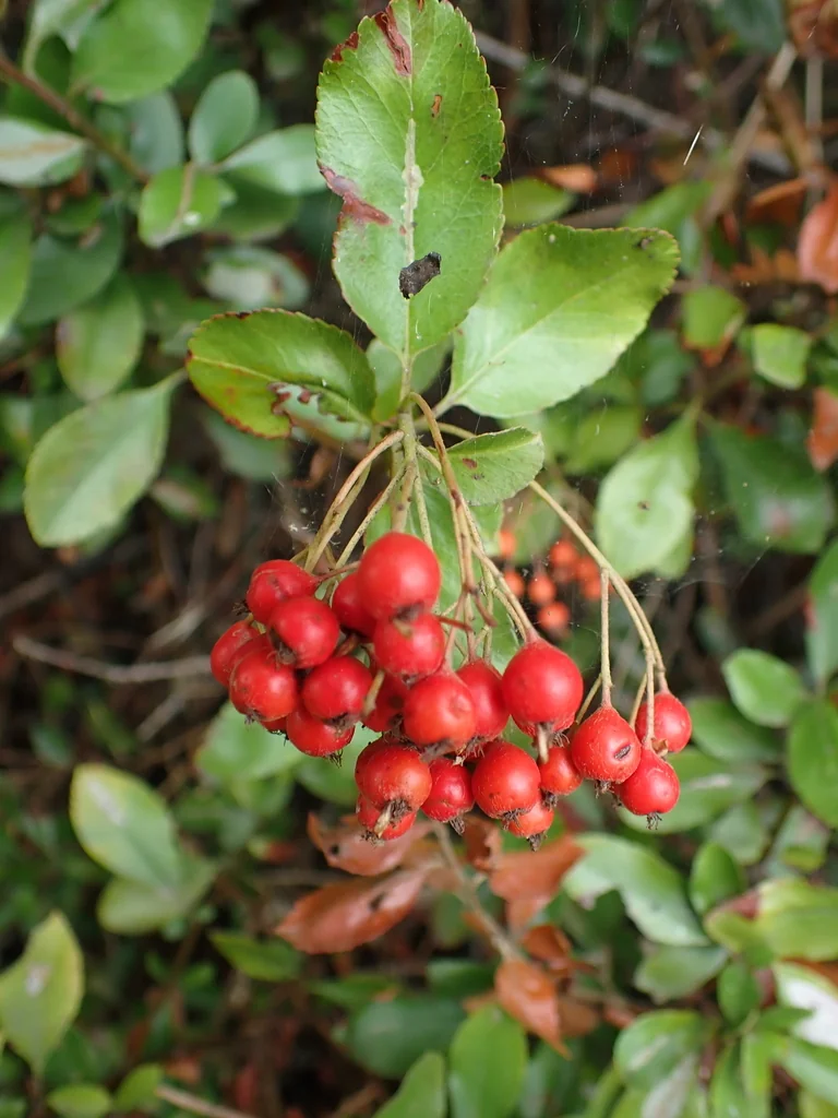 Pyracantha Coccinea