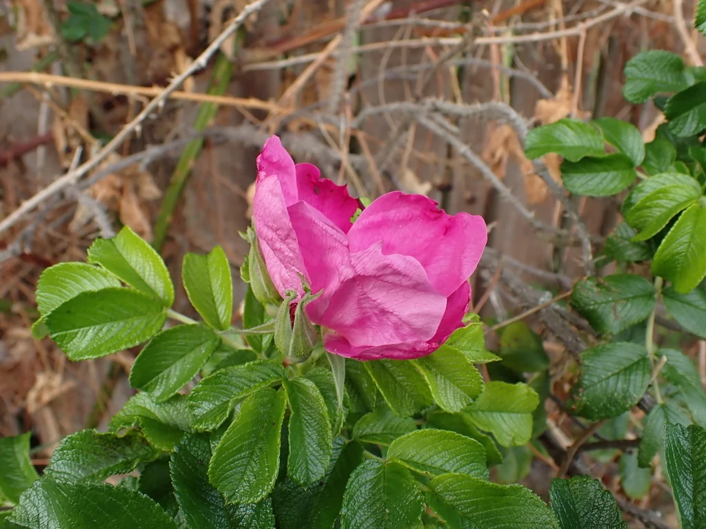 Rosa Rugosa