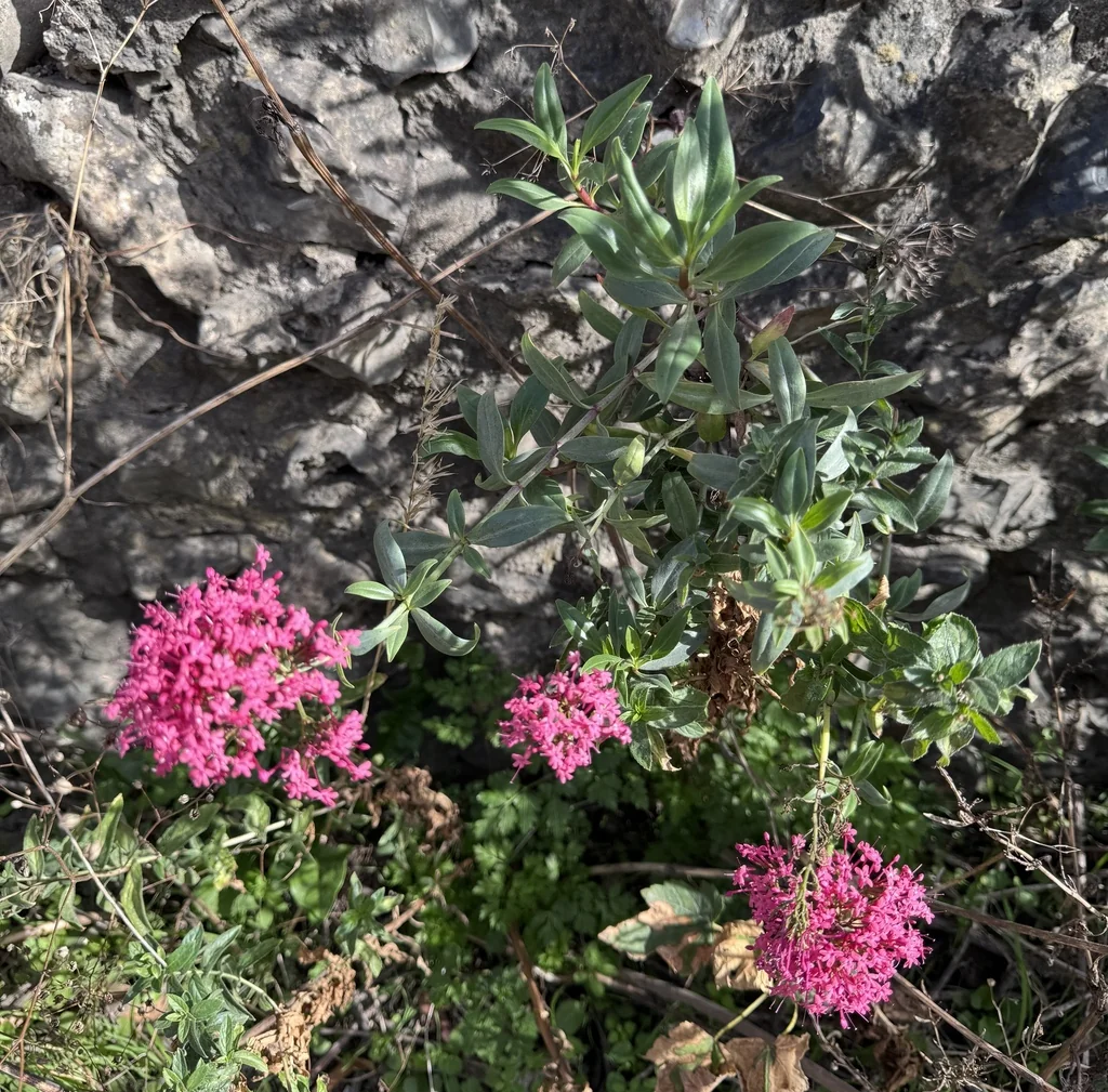 Centranthus Ruber
