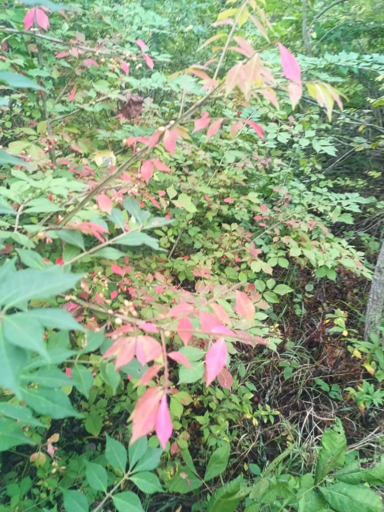 Euonymus Alatus