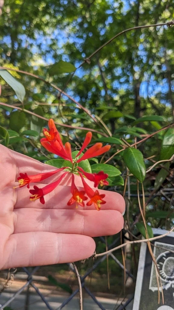 Lonicera Sempervirens