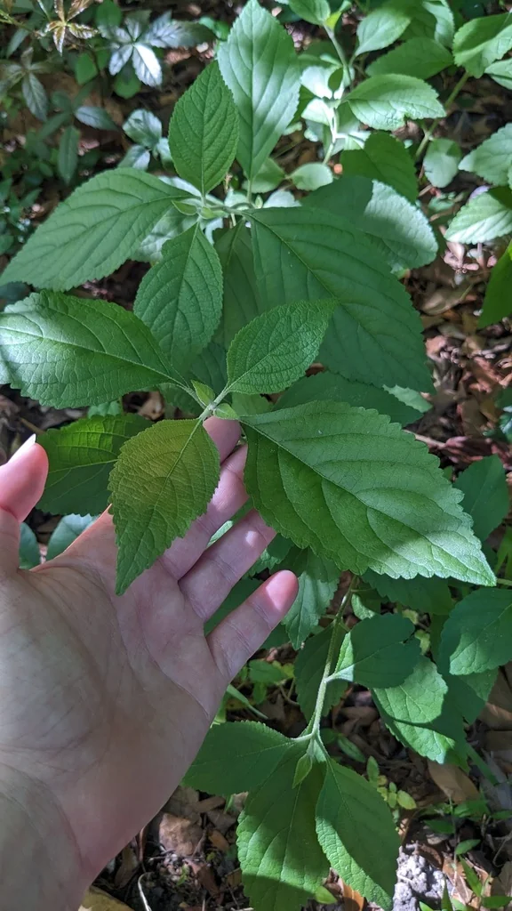 Callicarpa Americana