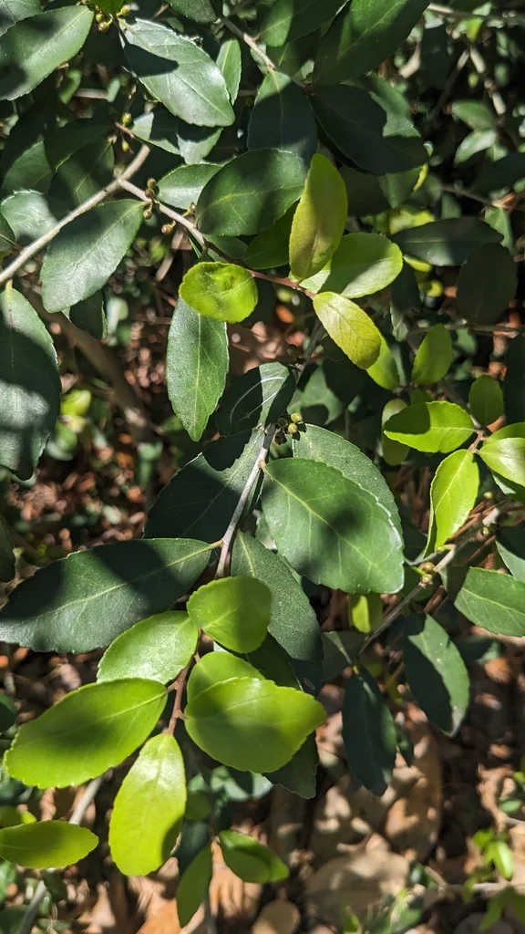 Ilex Vomitoria