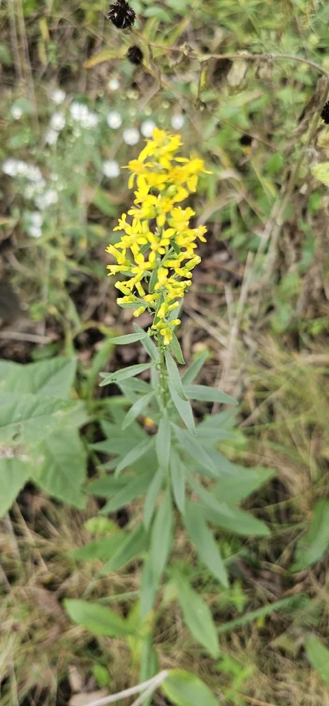 Solidago Speciosa