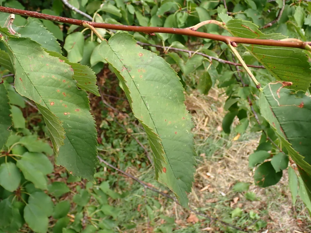 Prunus Avium