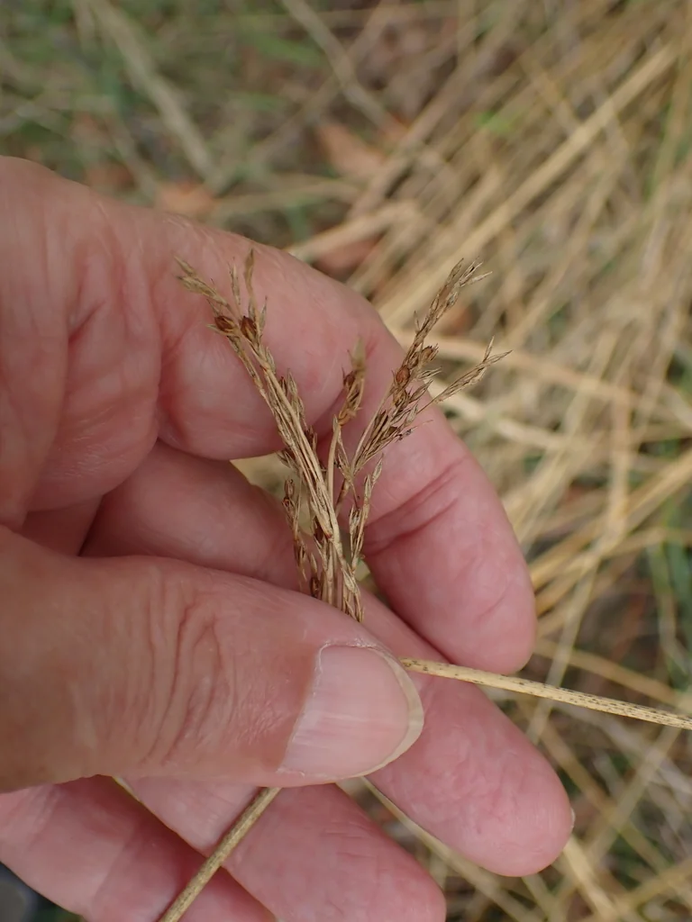 Juncus effusus