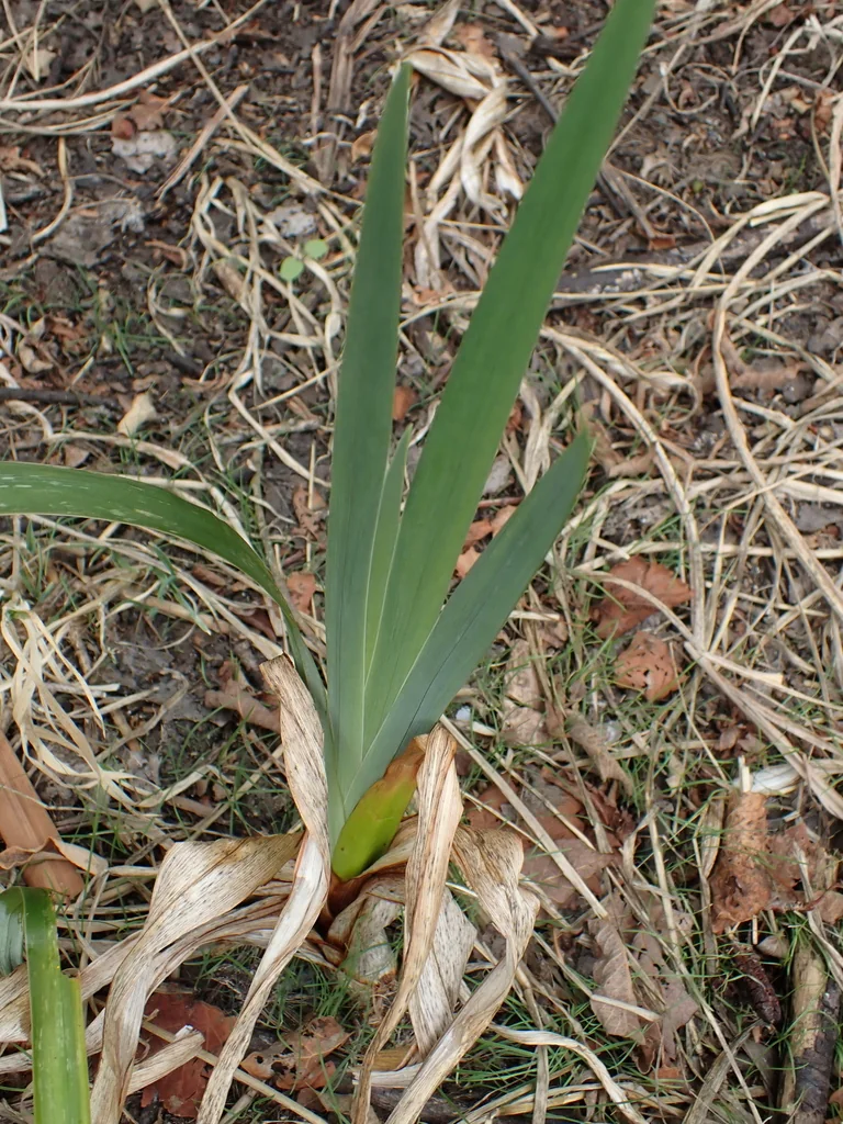 Iris Pseudacorus