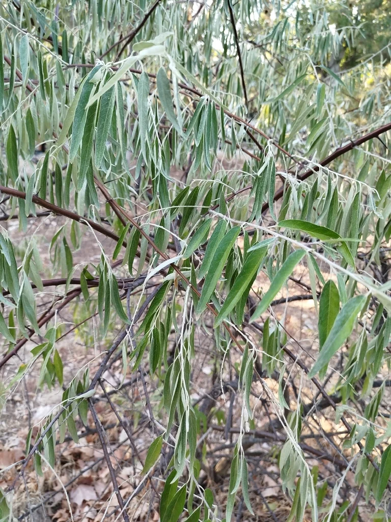 Elaeagnus angustifolia