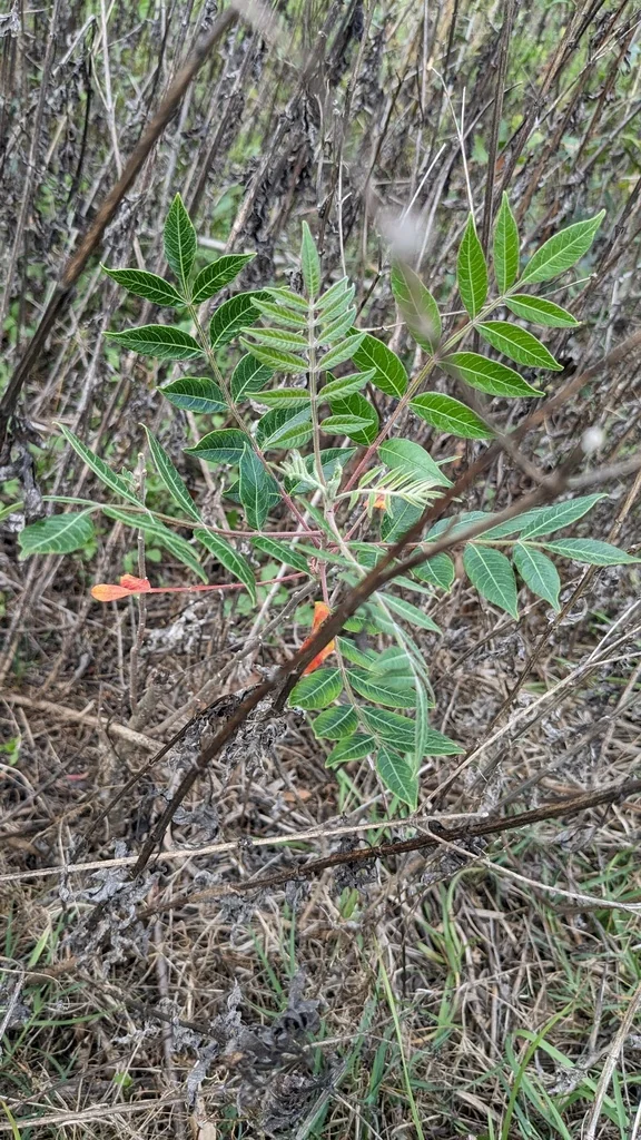 Rhus Copallina