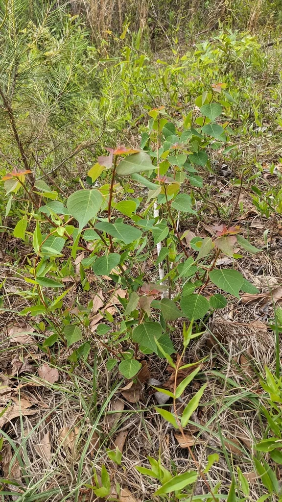 Triadica Sebifera