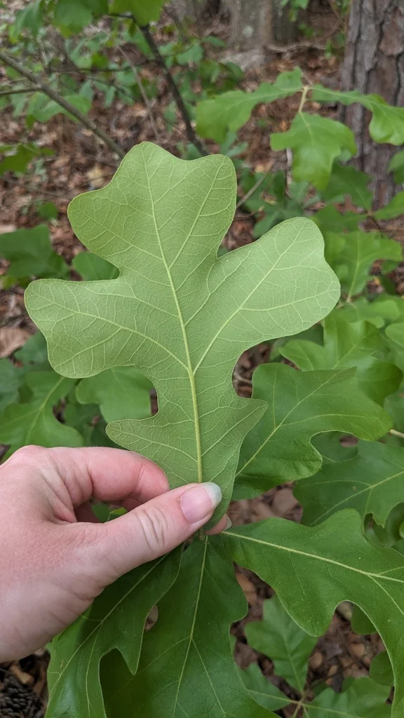 Quercus Stellata