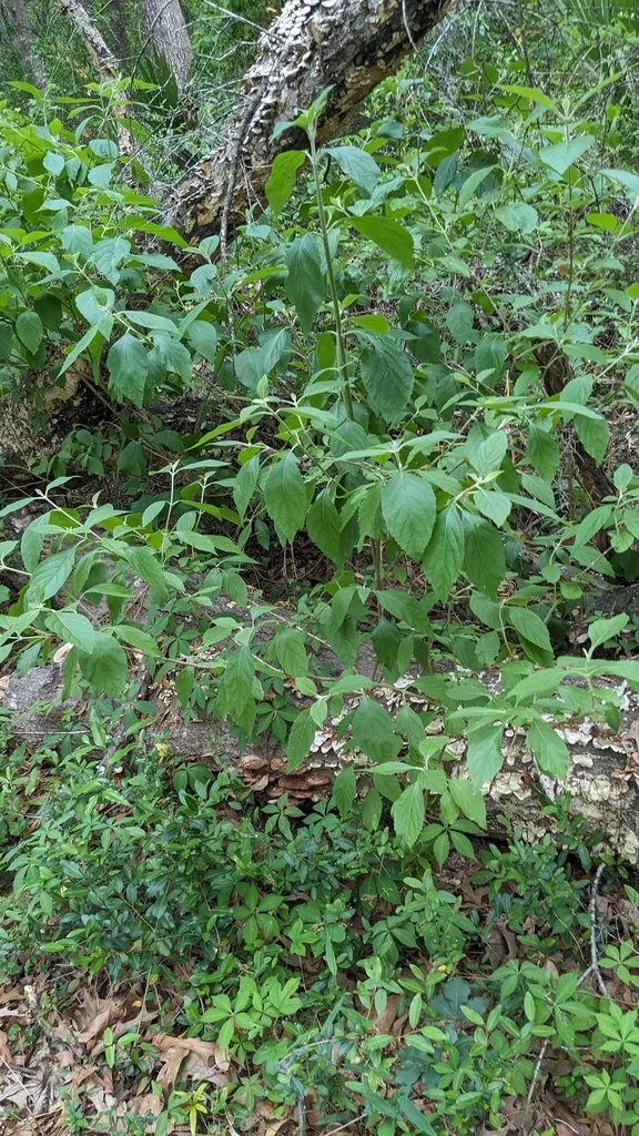 Callicarpa Americana