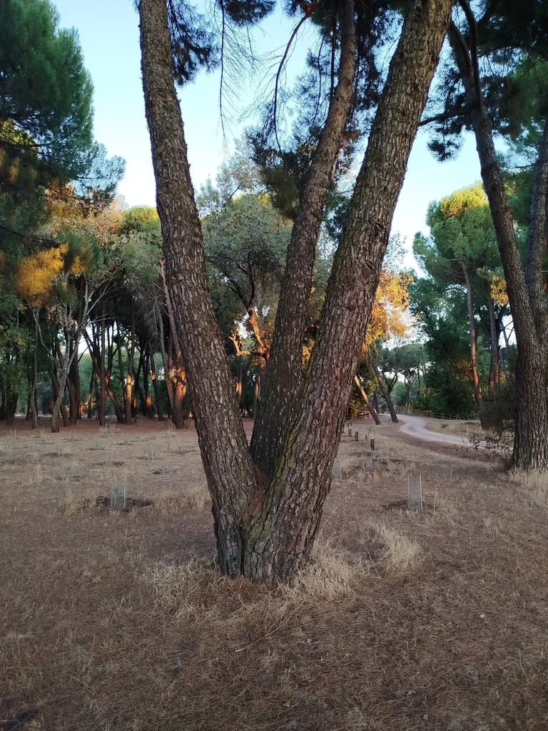 Pinus Pinea