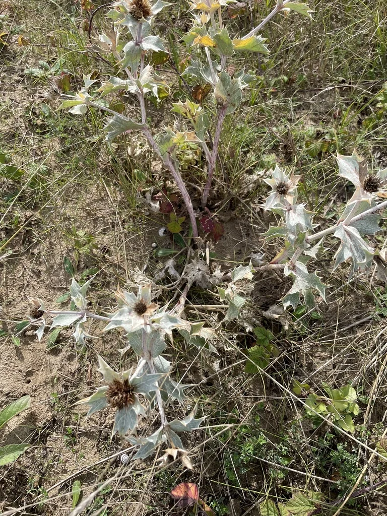 Eryngium Maritimum