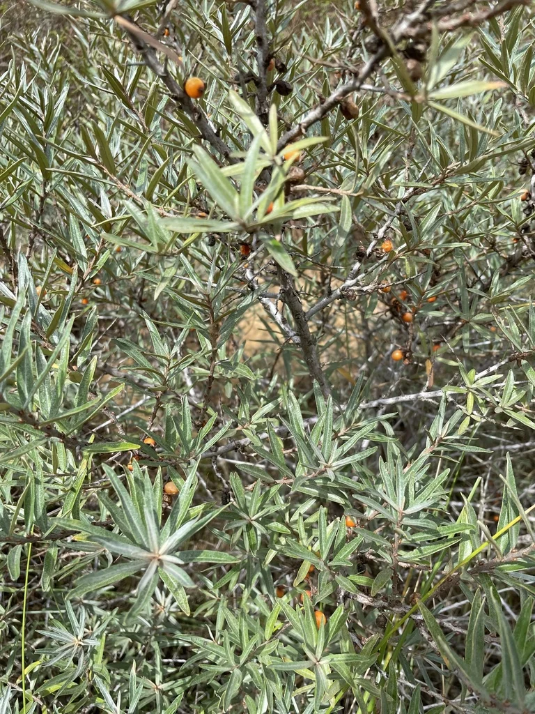 Hippophae Rhamnoides