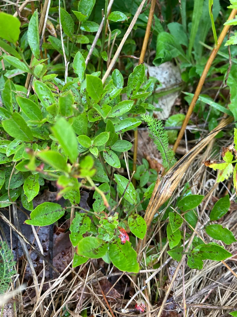 Vaccinium Angustifolium
