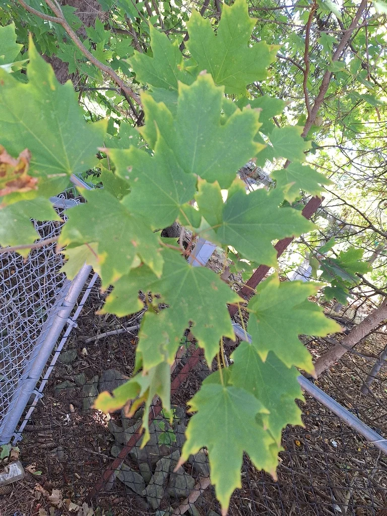 Acer Saccharum