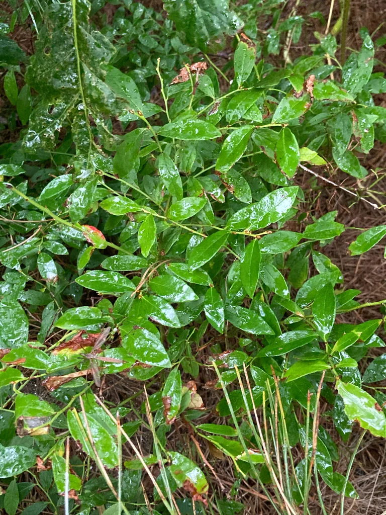 Vaccinium Angustifolium