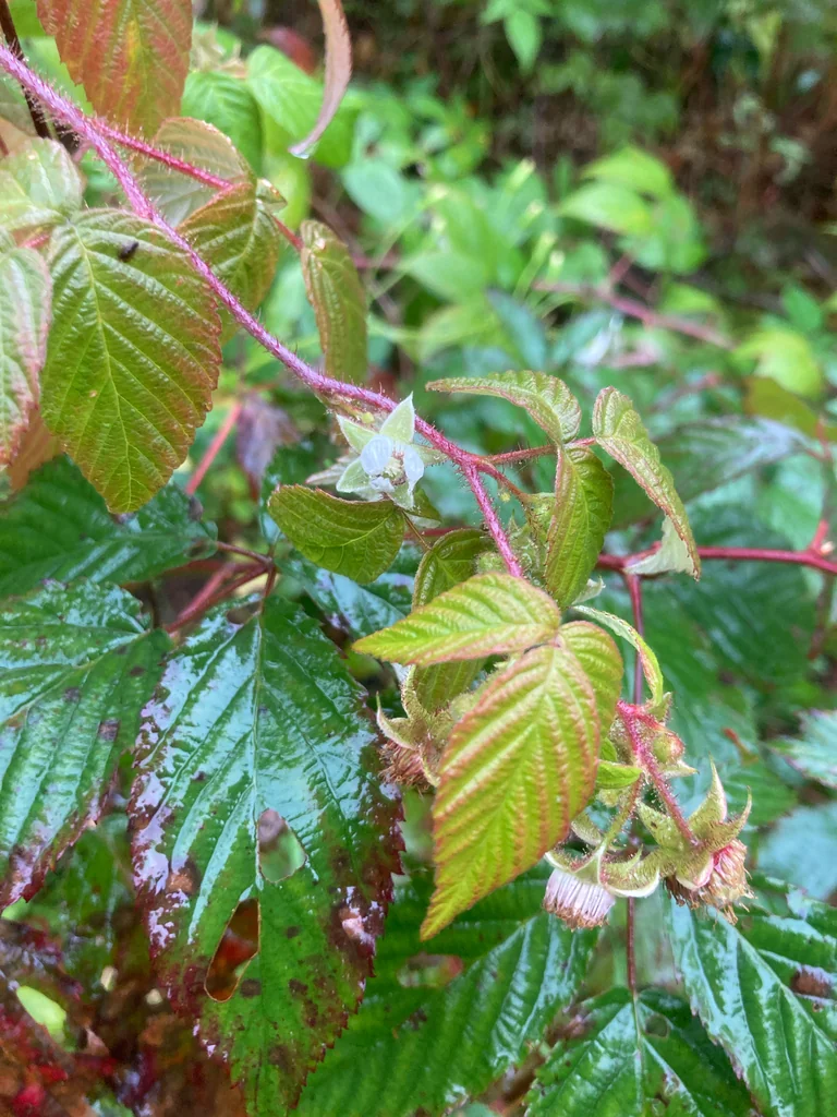 Rubus Idaeus