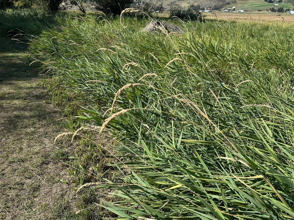 Phalaris Arundinacea Picta