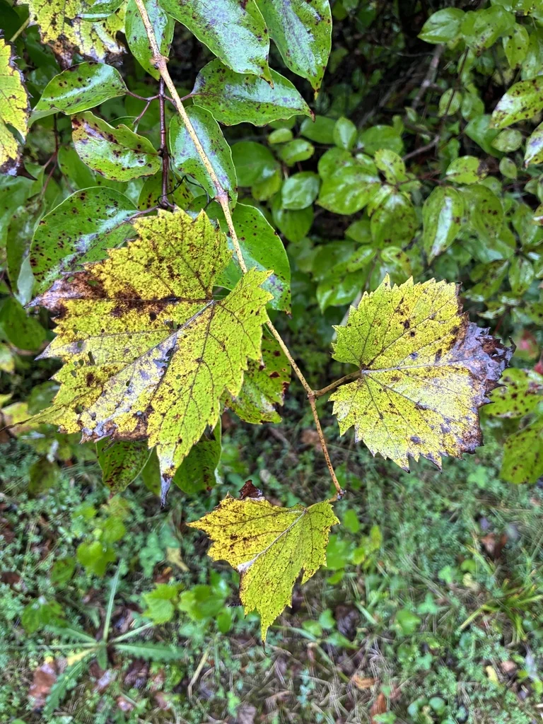 Vitis Riparia