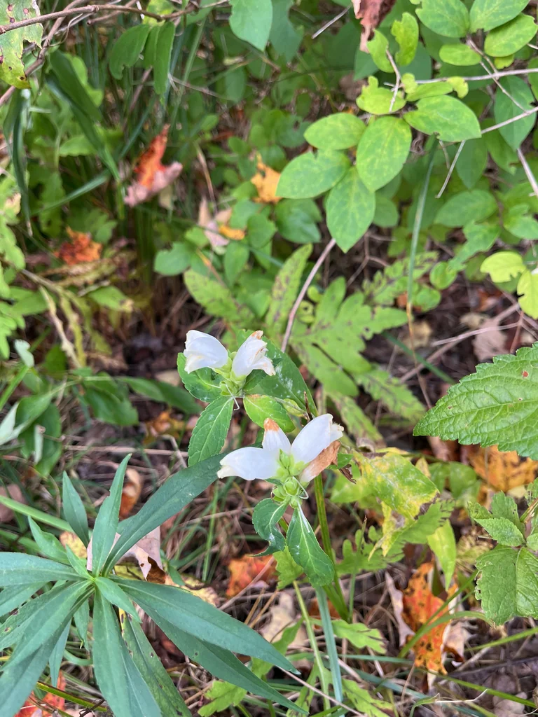 Chelone Glabra
