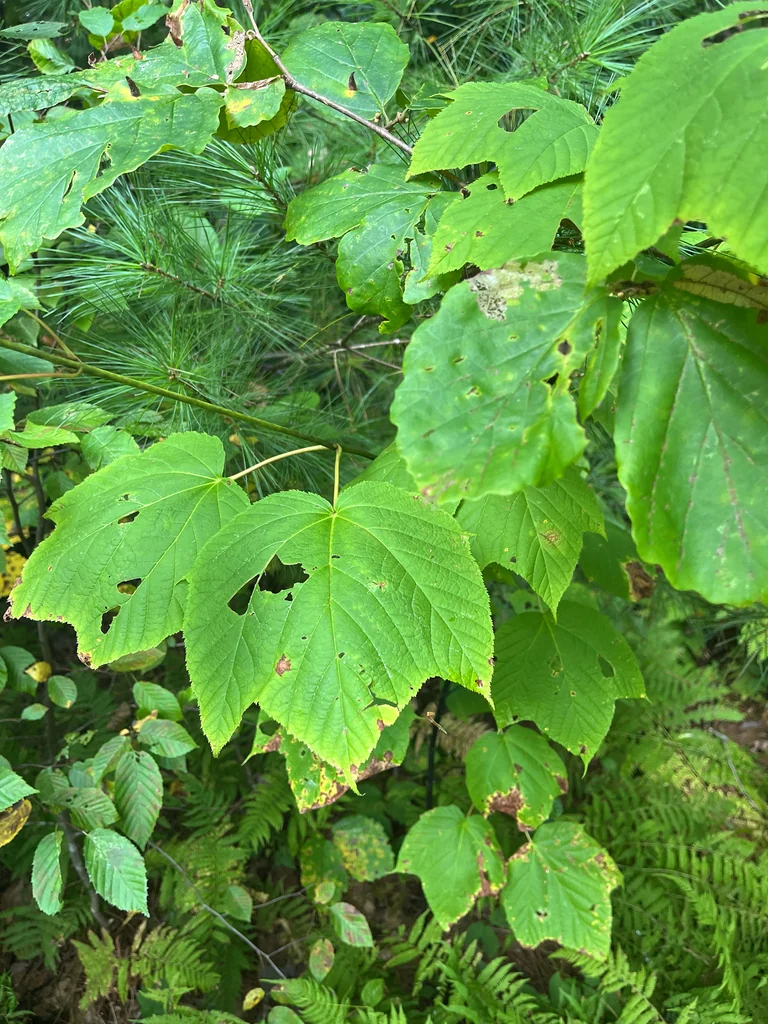 Acer Pensylvanicum