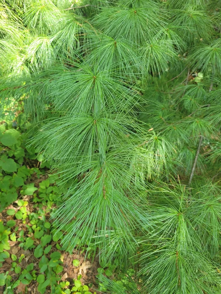 Pinus Strobus