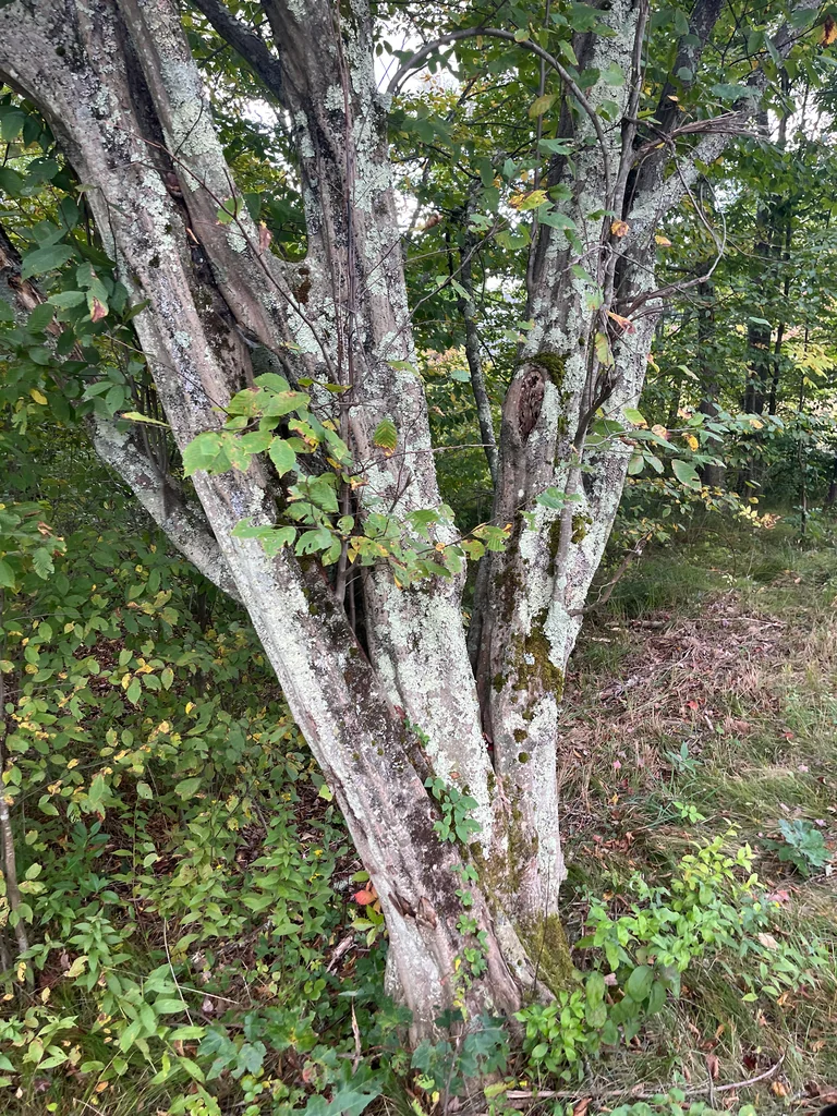 Carpinus Caroliniana