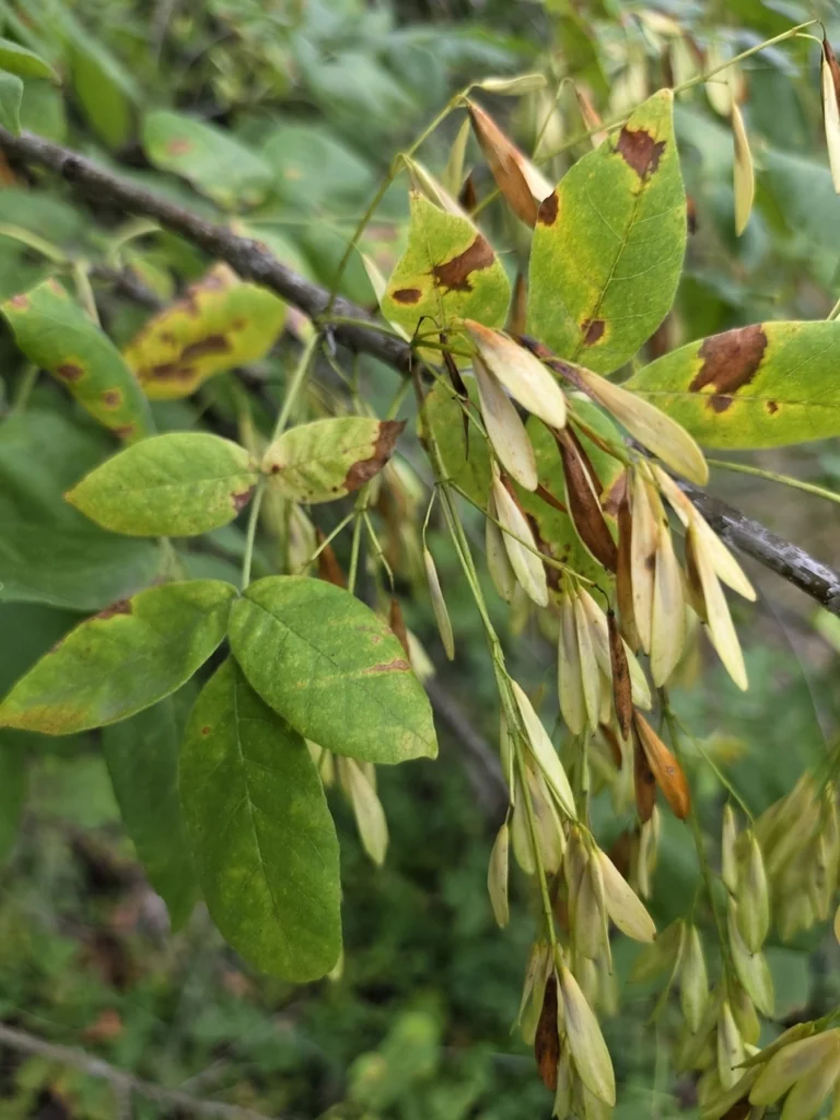 Fraxinus Latifolia