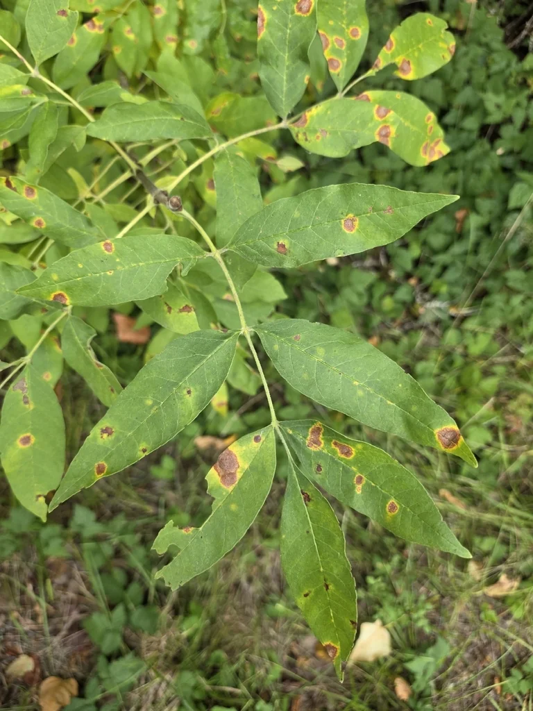 Fraxinus Latifolia