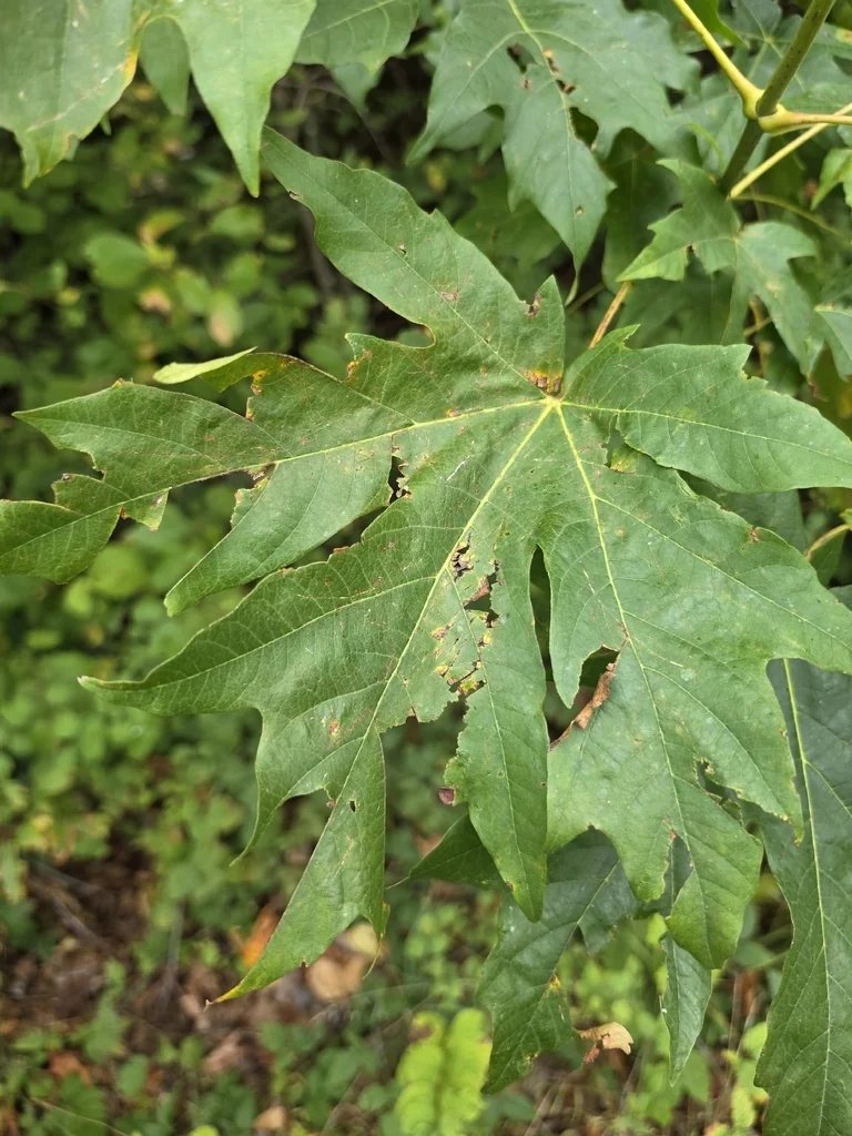 Acer Macrophyllum