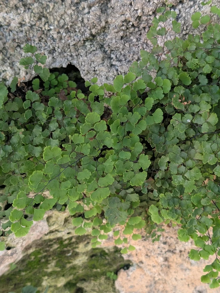 Adiantum Capillus-Veneris