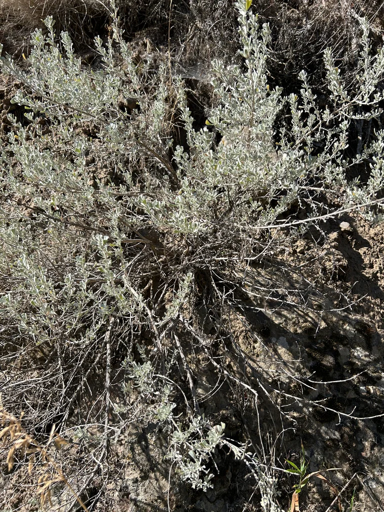 Artemisia Tridentata