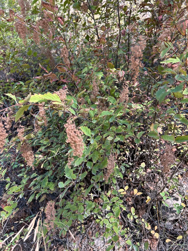 Holodiscus Discolor